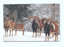 1 AK Dickhornschaf Schaf