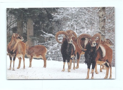 Postkarte dickhornschaf - 1, ak