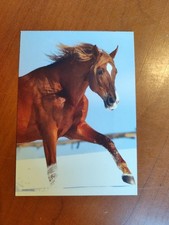 Pferdepostkarte Russisches Vollblut (Araber?)