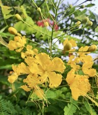 Yellow Pride of Barbados