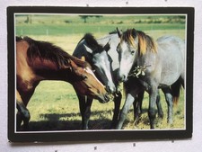 AK Postkarte Pferde, Frankreich, La Passion du Cheval, junge Andalusier