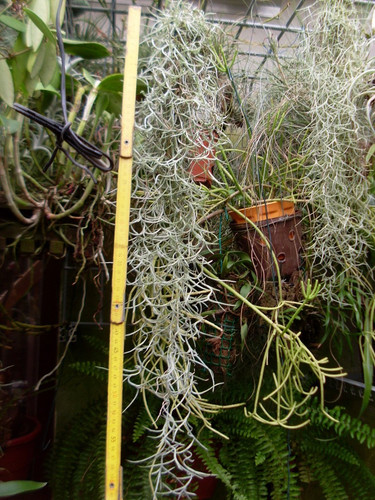 Tillandsia usneoides