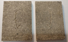 Solnhofener Fossil - Pflanze -