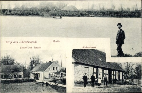 Studzionka albrechtsbruch - studzionka,