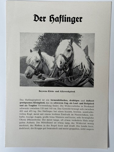 Faltblatt der haflinger - "der, haflinger"