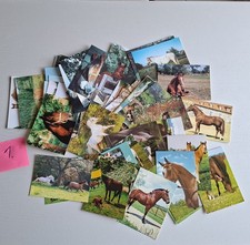 50 Postkarten Motiv Pferd