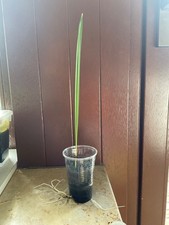 Dattel Palme Phoenix dactylifera 20 cm Medjool Dattelpalme