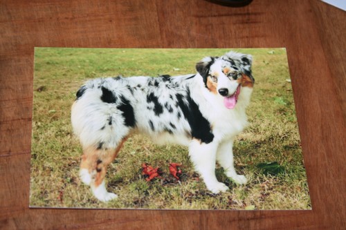 Hunde postkarte von poster - postkarte, xxl