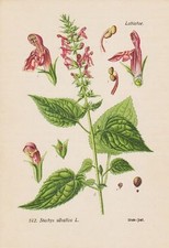 Wald ziest stachys - wald,