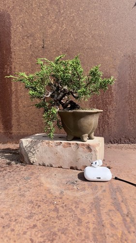 Juniperus itoigawa bonsai