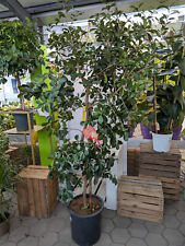 Psidium cattleianum Erdbeer-Guave 1,8-2,2m XXL leckere gesunde Früchte Obstbaum