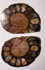 Ammoniten Paar Poliert