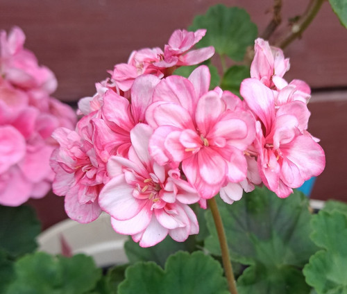 Pelargonie geranie charmey - pelargonie, "charmey