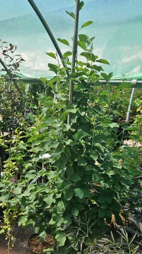 Amelanchier alnifolia