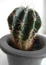 Echinopsis Bauernkaktus