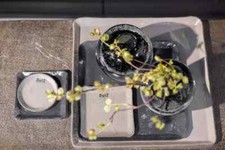 DutZ Teller PLATE, Rechteckig