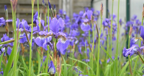 Iris siberica blaublühend - iris,