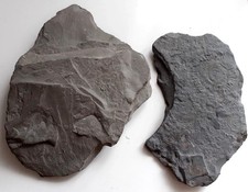 2 Fossil Ammonit-Schieferplatten Holzmaden Versteinerungen