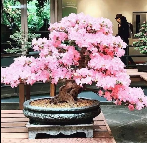 Rosa kirschblüten bonsai baum - kirschblüten,