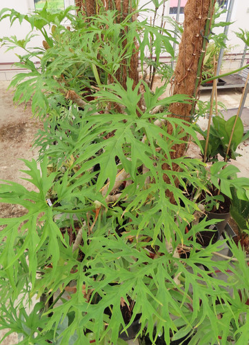 Philodendron warscewizcii - , !