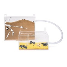 Ameisenfarm Wand Kit BIG (Ameisen mit Königin FREE)(Ant farm, Formicarium, Ants)