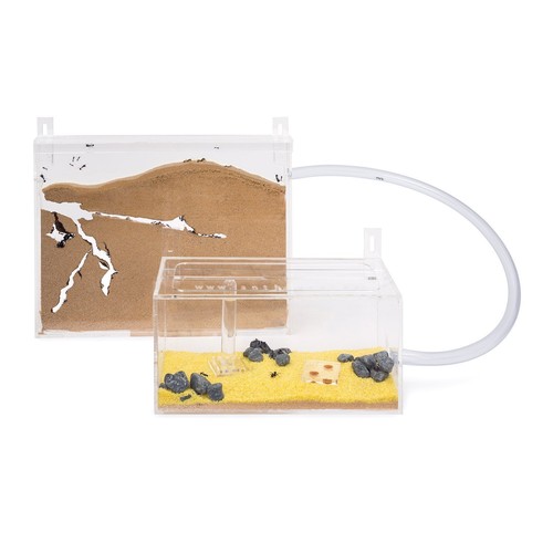 Ameisenfarm wand kit - kit, big