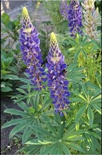 Lupine zum anlegen einer