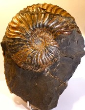 Große, Fossile, Ammonit