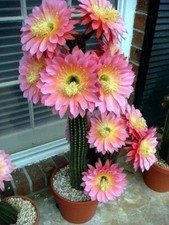 Kaktus  rosa- lachs  Kakteen  Ableger Jungpflanze