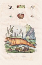 Walross walrus Fliegen flies