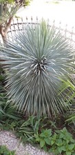 Palmlilie - Yucca rostrata -
