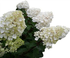 Rispenhortensie - VANILLE