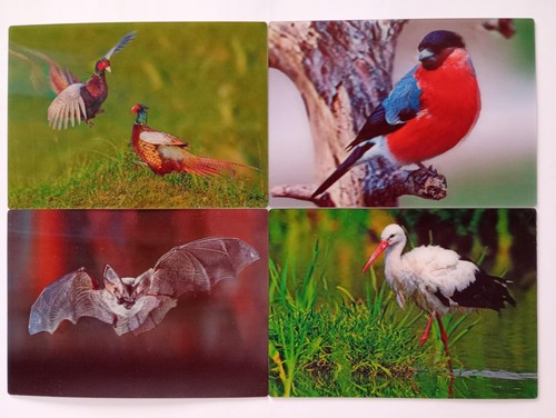 Ansichtskarte vogel vögel - ansichtskarte,