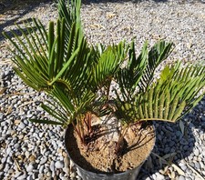 Zamia integrifolia (floridana)