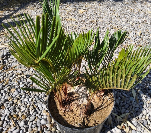 Zamia integrifolia - , (floridana)