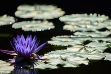 Winterharte blaue seerose - winterharte,