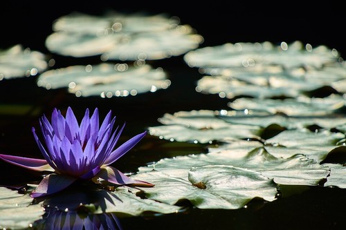 Winterharte blaue seerose - winterharte,