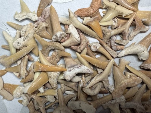 Menge 100 fossil großhandel - fossil,