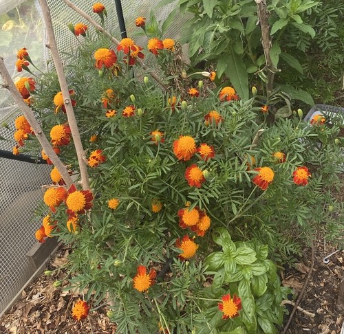Tagetes samen 100 - 100+,