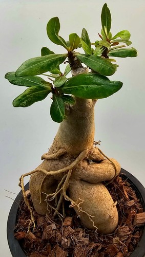 Sehr schöne große adenium - sehr,