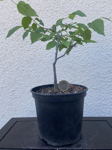 Bonsai jungpflanze celtis - bonsai,