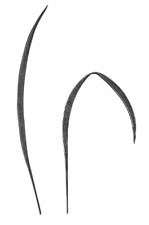 Weizen Roggen Motiv aus