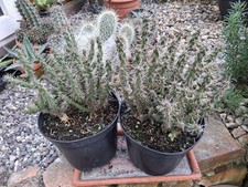 Cylindropuntia imbricata Pinky