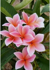 8000209 Frangipani Plumeria 1