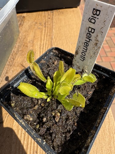 Dionaea muscipula big - dionaea,