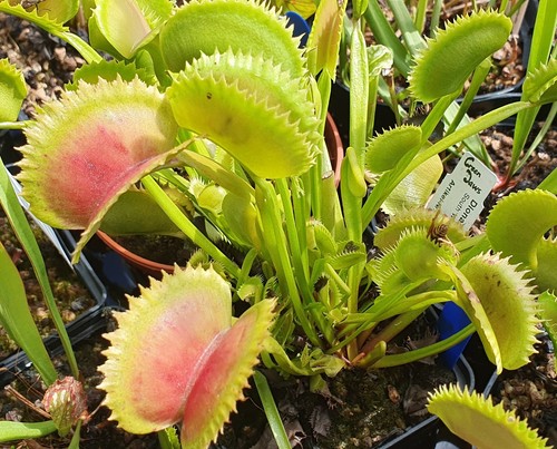 Dionaea muscipula south - muscipula, west
