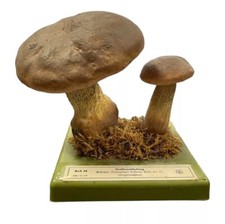 Vintage Lehrmodell Pilz Handgemalt Kunstoff Ca. 1960/70 Gallenröhrling Somso