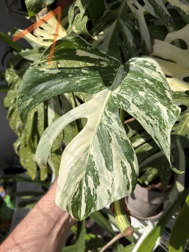 Monstera deliciosa borsigiana