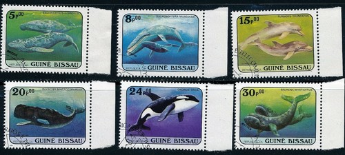Meerestiere wale delphin aus - meerestiere,