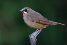 Wandbild: Zugvogel, der